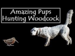 Amazing Pups Hunting Woodcock