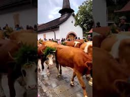 This is Gstaad’s traditional event! 🌼