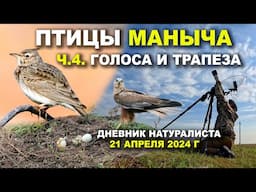 Птицы Маныча. 4-я часть. Голоса и трапеза. Дневник. 21 апреля 2024 г.