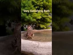 Very Satisfying Bath #shorts #bird #garden#nature