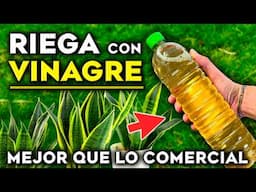 3 Usos del VINAGRE en Plantas 🌿 Abono Casero, Insecticida Natural y Revivir Plantas Enfermas