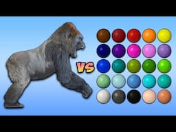 Gorilla vs 100 Coloured Marbles: The Ultimate Showdown!