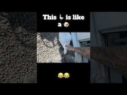 This 🦆 is like a 🐕 #duck #funnyanimals #animals #funnyduck