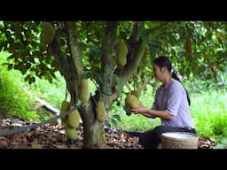 Durian honey! A Tropical Fruit You May Never Have Seen!