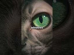 Sphynx Cats: Ugly? YES OR NO