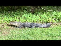 Alligator visits our Neighborhood