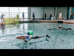 Four Rough-Toothed Dolphins Welcomed at Clearwater Marine Aquarium