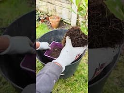 Bay Leaf Re-Potting for spring #bayleaf