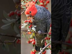 One of the rarest Cockatoos in Australia