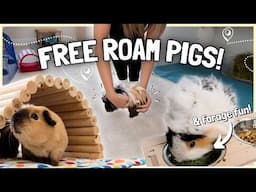 Guinea Pigs on the Loose! Top Tips for Your Free Roaming Setup