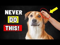 6 Things Dogs HATE More Than Being PETTED ON THE HEAD!