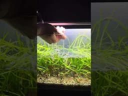 No Filter Planted Natural Dirted Fishtank Day 380
