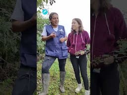 Detrás de las mujeres cultivadoras de mora del Valle | El País Cali