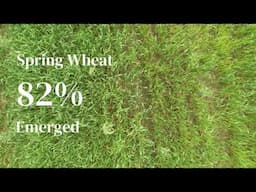 Crop Progress Report | June 9, 2025 #farmlife #news #corn #wheat #soybeans #oats