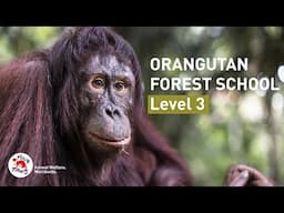 Level 3 of orangutan rehabilitation at ORANGUTAN FOREST SCHOOL for adolescents 👩‍🏫🦧 | FOUR PAWS