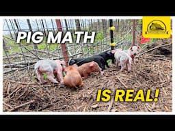 Pig Math Strikes Again: 5 Boars, More Sows, and Lots of Piglets