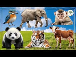 Discover Animal Sounds: Monkey, Dog, Chicken, Swan, Tiger, Donkey, Parrot, Sheep - Animal Sounds