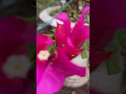 pink bougies