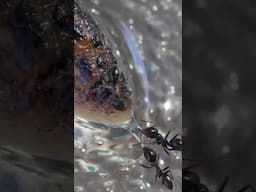 SLUG eaten alive by ANTS