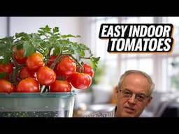 I Grew Tomatoes Indoors Using Only SELF WATERING Planter