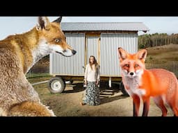 Fox in the Hen House