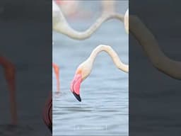 Flamingo 🦩 in srilanka | Close shots #wildlife