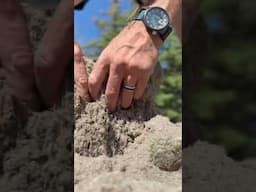Roots growing deep. #lawncare #lawn #grass