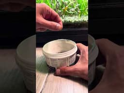 One-year-old filterless dirted natural aquarium! #aquarium #fishtank #plantedtank