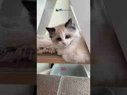 ✨ The 1 in 100 Million Cat Video You Just Found! (Prepare for Maximum Cuteness!)