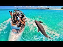 Boating With Dolphins in Paradise!