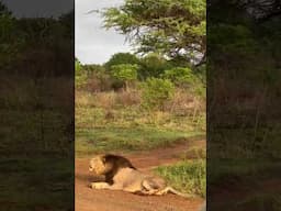 Lion Roars for Manyoni Volunteers