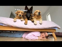 Hiding From My Dogs in 20 Crazy Places… Can They Find Me?