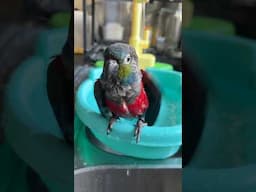 Crimson Bellied Conure Parrot Bathing #parrots #crimsonbelliedconure #conure | BirdNerdSophie