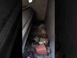 What did I find in the CATacombs (Cat lover viewer warning) ⚠️ #graveyard #cat
