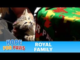Father's Day rescue of the royal family. 🐱🐱🐈‍⬛🐈‍⬛🐈‍⬛