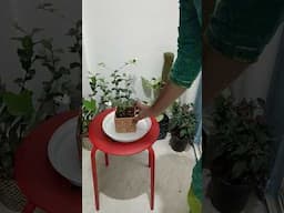 jade plants propagation/grow jade in summer