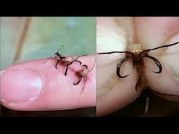 They Used Ants As Stitches: 19 Secret Animal Remedies Pharma Don’t Want You to Know