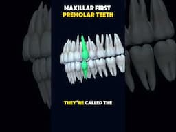 Human Teeth Quiz: Can you name this tooth? #humanbodyanatomy