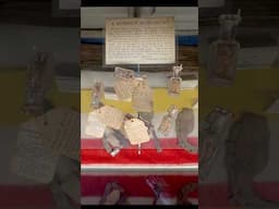 Donner Relics in Nevada City Museum