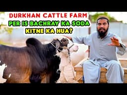 250K Price RANGE begins | EXACT SODA Price | Durkhan Cattle Farm | Cattle Market Karachi