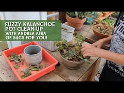 Fuzzy Kalanchoe pot clean-up