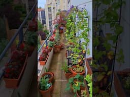 My Shady Balcony Garden In June 🌸🌿 #balconygarden #containergardening #shadegarden