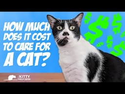 How Much Does it Cost to Care For a Cat?