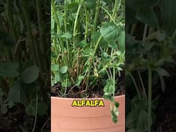 La forma mas fácil de Plantar Alfalfa🪴#shortvideo #shorts #agro #plantas #plants