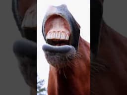 the WORST horse treats