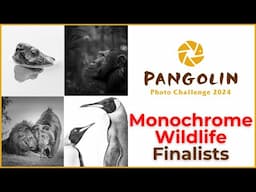 The Monochrome Photography Pangolin Photo Challenge
