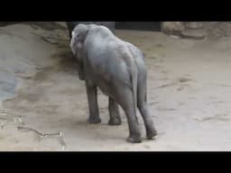 Unusual locomotory stereotypy in a captive Asian elephant