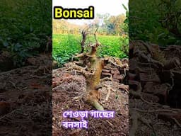 #bonsai #bonsaitree #garden #plants @janabonsaigradenPintu
