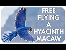 Nuances of Free Flying Hyacinth Macaws | Meet Ozzie