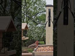Bird Watching In Maryland #birds